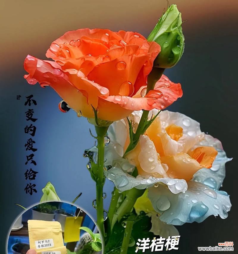 柔软的花的花语有哪些？它代表了什么？