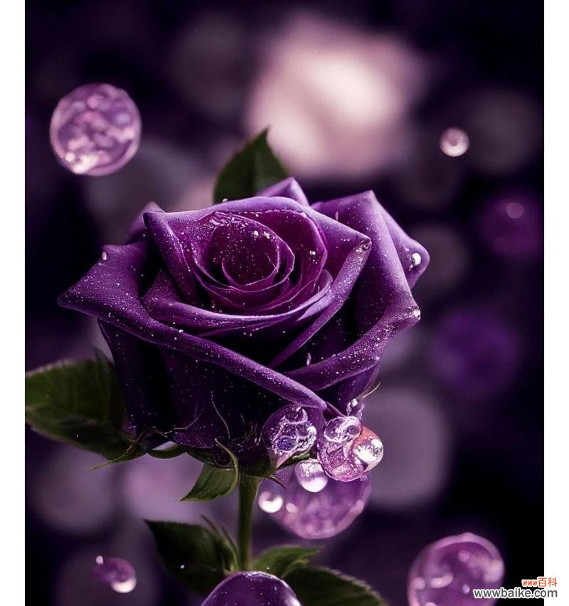 紫色花语被子象征着什么？代表哪种花？