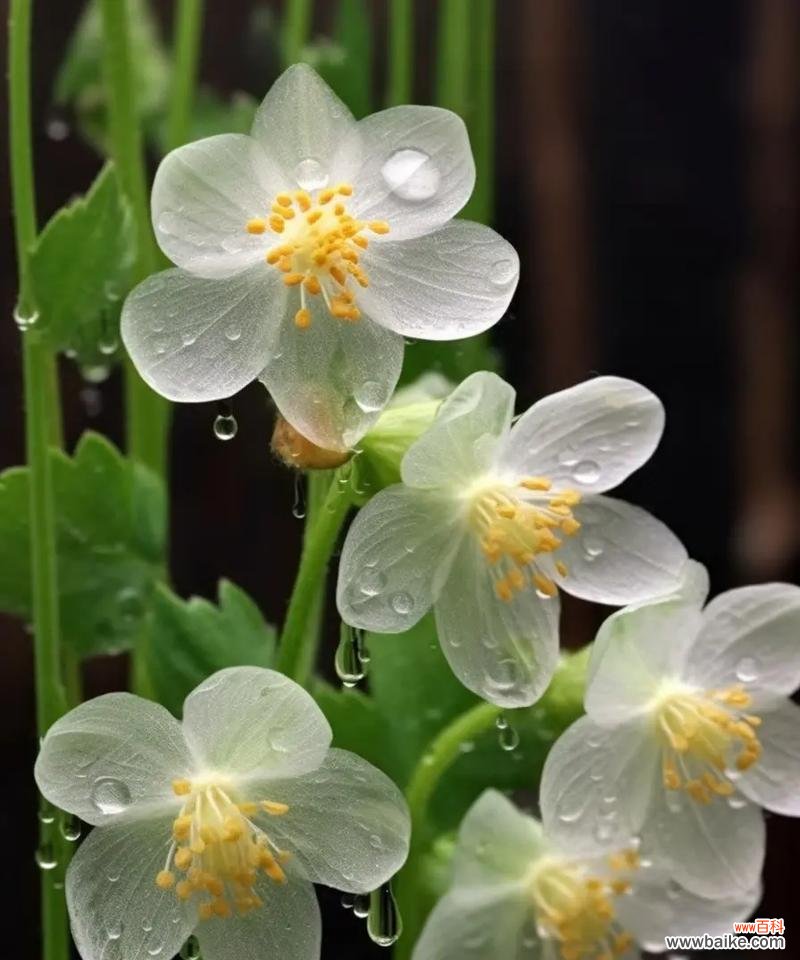 山荷叶的花语有何寓意?