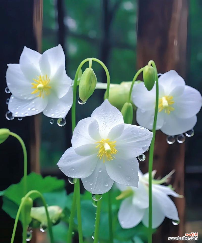 山荷叶的花语有何寓意?