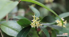 瑞香的花语是什么？瑞香花传递了哪些美好祝愿？