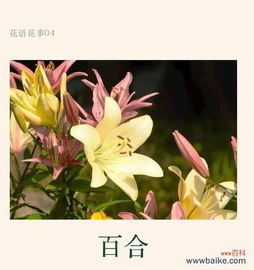 蜂蜜百合花语是什么？蜂蜜百合的寓意有哪些？