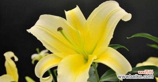 蜂蜜百合花语是什么？蜂蜜百合的寓意有哪些？