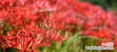 不同颜色的彼岸花传达的不同情感与寓意 彼岸花花语之多彩世界