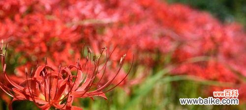不同颜色的彼岸花传达的不同情感与寓意 彼岸花花语之多彩世界