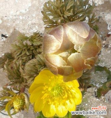 寒冷中的奇迹 冰凌花