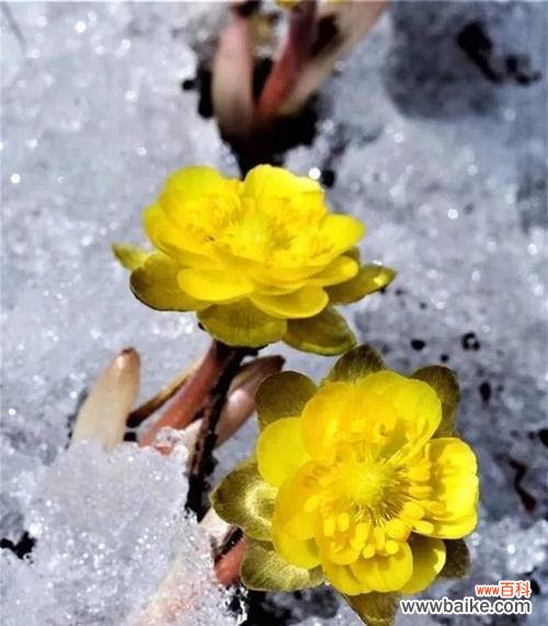 寒冷中的奇迹 冰凌花