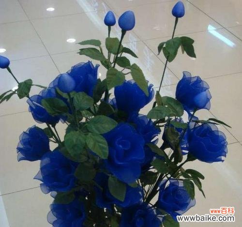 寒冷中的温暖,冰雪中的希望 冰蓝色玫瑰