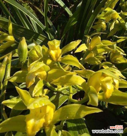 探索碧玉兰的深远意义，了解其在文化中的重要地位 碧玉兰的花语及文化背景