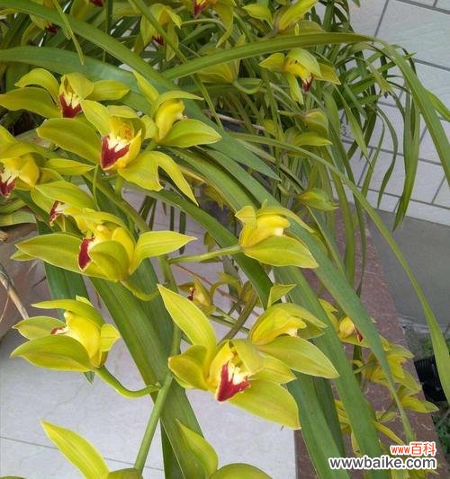 探索碧玉兰的深远意义，了解其在文化中的重要地位 碧玉兰的花语及文化背景