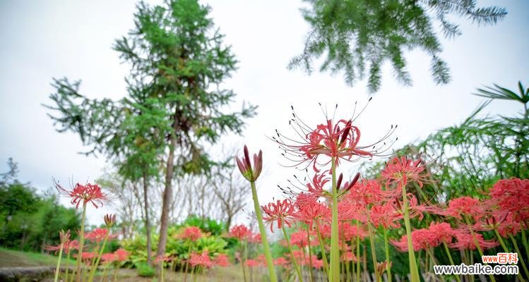 以彼岸花之美，体悟生命的坚韧与希望 彼岸花的寓意与象征——花开花落，生死循环