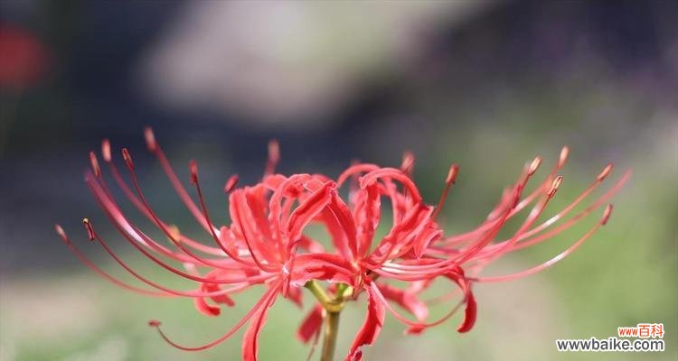 以彼岸花之美，体悟生命的坚韧与希望 彼岸花的寓意与象征——花开花落，生死循环