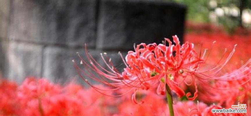 一朵花,千般寓意 彼岸花的意义与象征