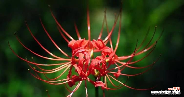 一朵花,千般寓意 彼岸花的意义与象征
