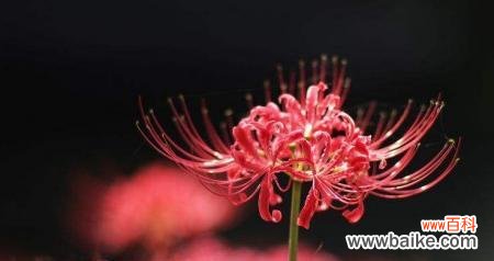 彼岸花的深情寓意与独特象征 彼岸花的花语与寓意