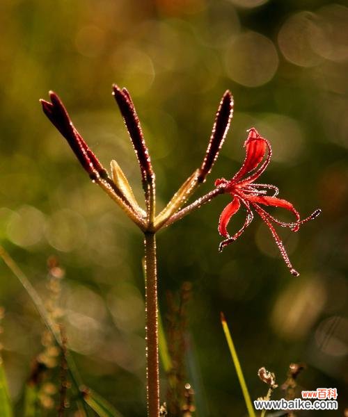 彼岸花的深情寓意与独特象征 彼岸花的花语与寓意