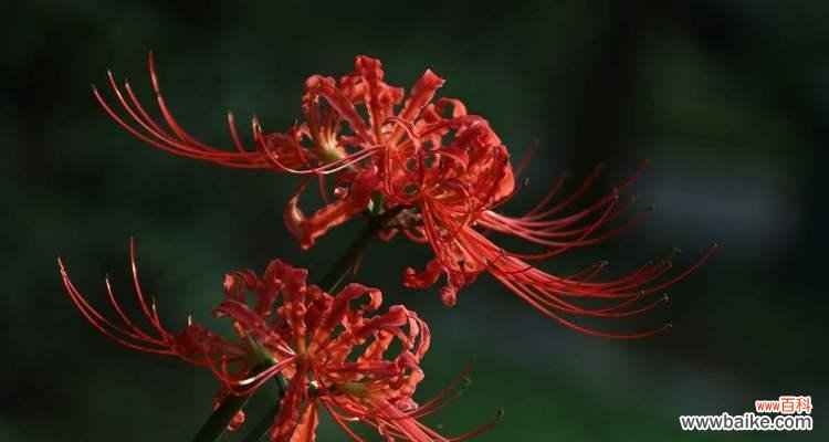 彼岸花的深情寓意与独特象征 彼岸花的花语与寓意