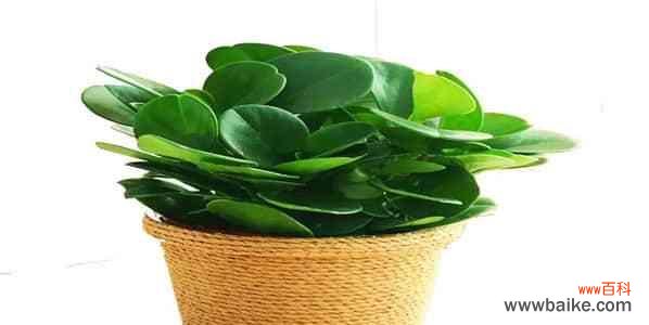 揭秘碧玉花在风水中的吉祥象征 碧玉花的风水寓意解析