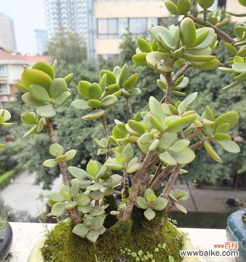 揭秘碧玉花在风水中的吉祥象征 碧玉花的风水寓意解析