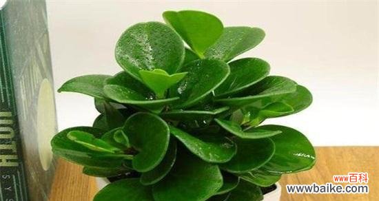 揭秘碧玉花在风水中的吉祥象征 碧玉花的风水寓意解析