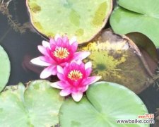 并蒂莲花的美丽与象征 和合莲花