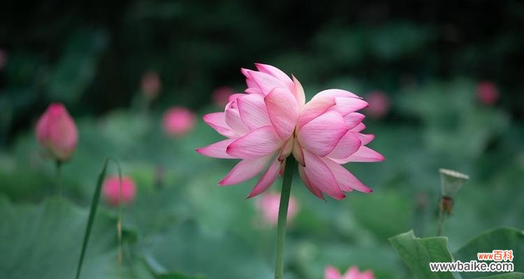 生命之源的奇迹与和谐共生的哲学 并蒂莲的象征意义——生命与和谐之美