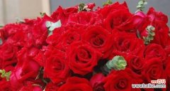 以玫瑰花朵数量传达情感的隐喻与象征 玫瑰的花语