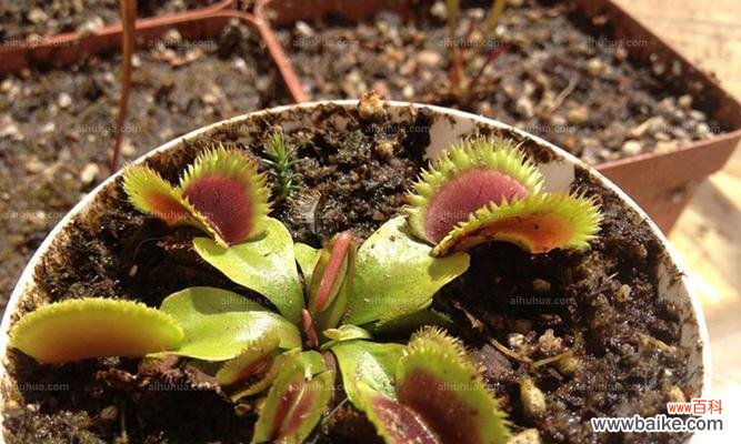 用花语传递捕蝇草的神奇力量 捕蝇草