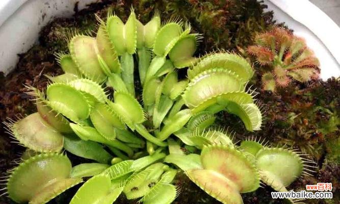 用花语传递捕蝇草的神奇力量 捕蝇草