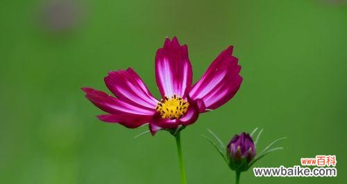 探索大波斯菊的花语与心灵启示 大波斯菊花语与寓意