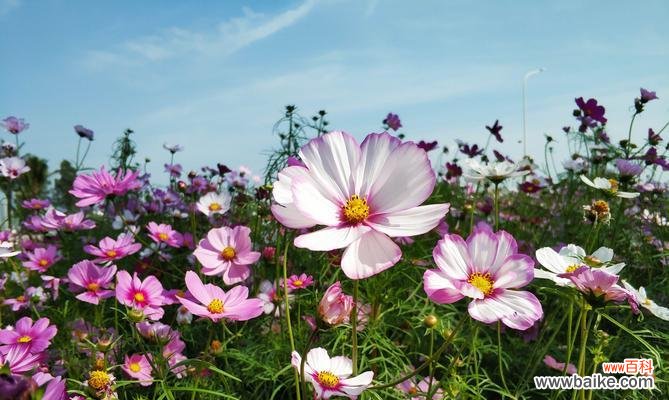 神秘的波斯菊与古老的传说，给我们带来的美好祝福 波斯菊的传说