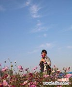 神秘的波斯菊与古老的传说，给我们带来的美好祝福 波斯菊的传说