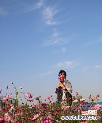 神秘的波斯菊与古老的传说，给我们带来的美好祝福 波斯菊的传说