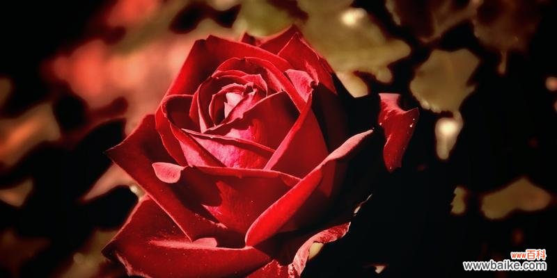 玫瑰花的语言 玫瑰花数量的象征意义