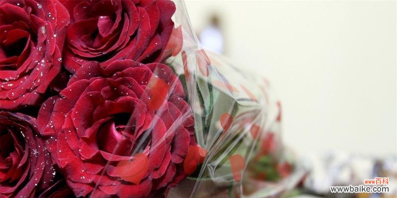 玫瑰花的语言 玫瑰花数量的象征意义