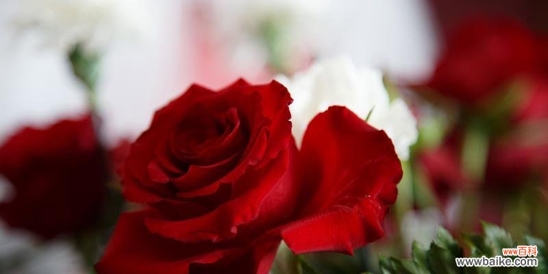 不同玫瑰花颜色所传递的情感和象征意义 探寻玫瑰花颜色的情感意义