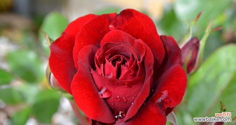 不同玫瑰花颜色所传递的情感和象征意义 探寻玫瑰花颜色的情感意义