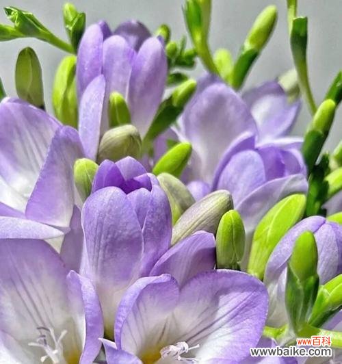 倾听香雪兰的花语 香雪兰