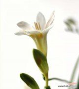 美丽的香雪兰花语与人生哲理 香雪兰——花开寓意生命之美