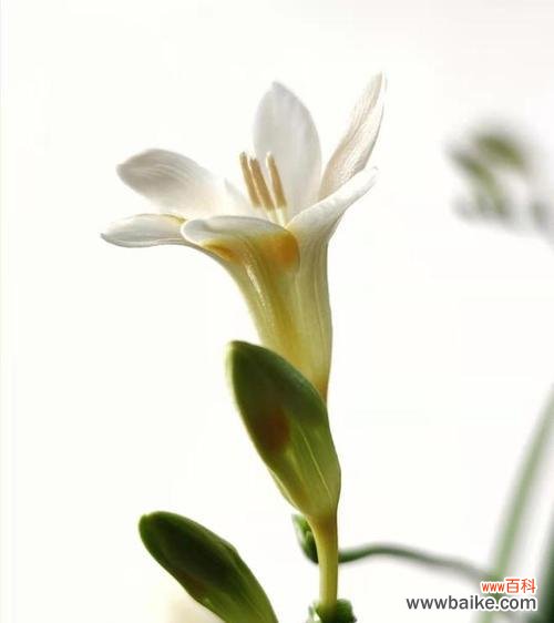 美丽的香雪兰花语与人生哲理 香雪兰——花开寓意生命之美