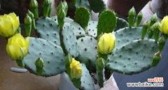 探索仙人掌开花的意义 仙人掌开花