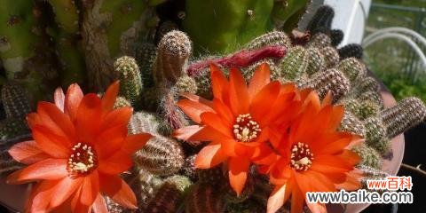 揭示仙人指花的神秘力量及文化内涵 仙人指花的象征意义