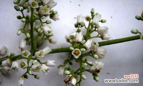 揭秘香椿开花的寓意与传说 香椿树开花的象征意义与预示