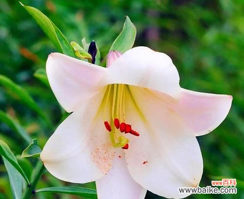 探寻百合花的象征意义与魅力 百合花的花语与寓意