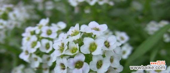 探索花朵的语言 香雪球花语及其神奇作用