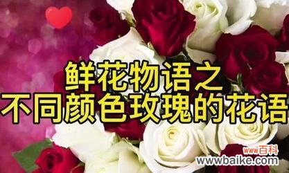 十一朵玫瑰花的花语是什么？