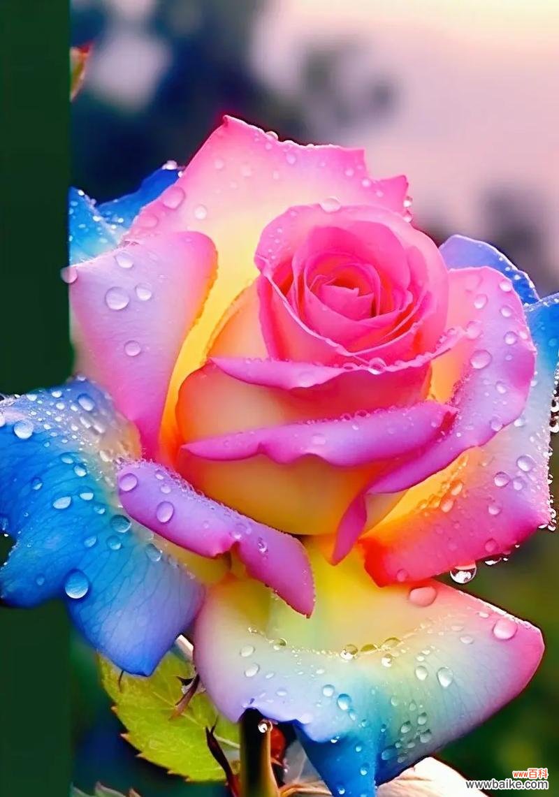 最好看的玫瑰花代表了什么花语？玫瑰花语有哪些？