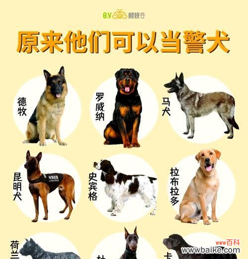 花语中警犬结尾代表什么?