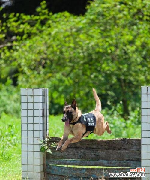 花语中警犬结尾代表什么?