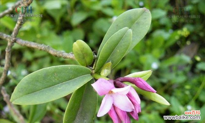 幽默的瑞香花语是什么意思?瑞香花代表的寓意是什么?